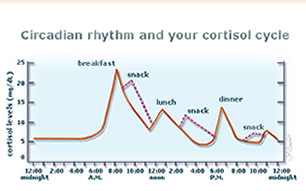 circadian rhythm and cortisol